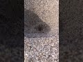 The ANTLION PIT 🐜 Animal Fact Files #facts #animals #wildlife