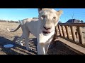 Посылка для львов от лошадок. Parcel from horses for lions