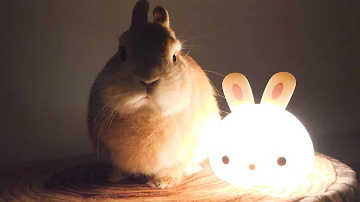 うさぎ 交尾