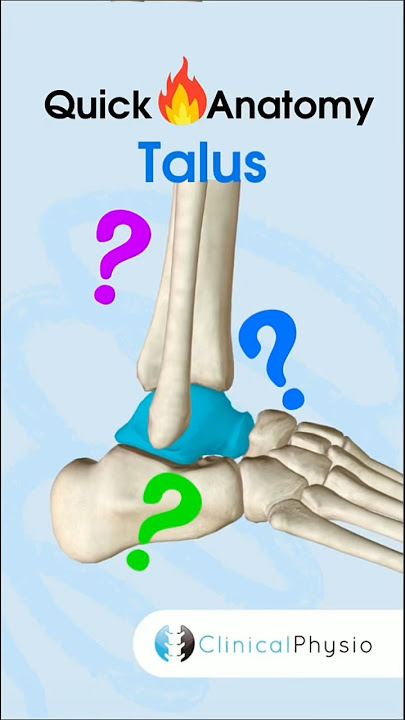 Talus Bone Anatomy #physiotherapy #physicaltherapy #anatomy #talus #anklejoint #talocruraljoint