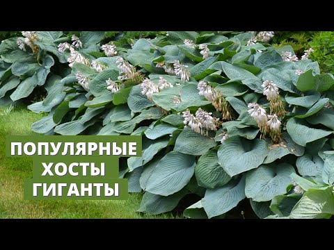 Популярные и недорогие
