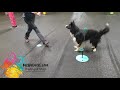 Seitwrts fortsetzung dogdance training mit targets