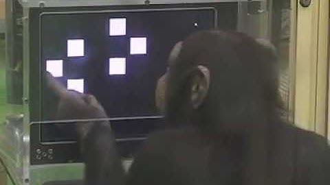 Superior chimpanzee memory