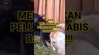 SOLUTION FOR GOATS RUNNING OUT OF AMNITUAL FLUIDS DURING BIRTH #sheep #learngoatbreeding #kadeshoho