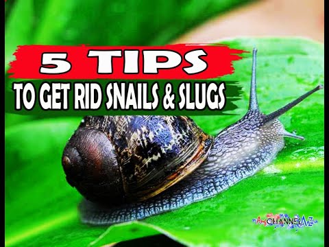 Video: Slug At Snail Egg Identification - Paano Mapupuksa ang Snail/Slug Egg Sa Mga Hardin