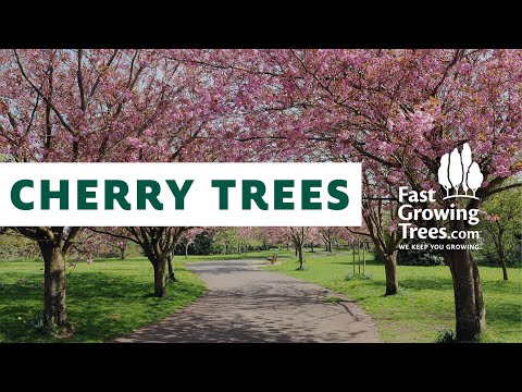 Flowering Cherry Trees Fastgrowingtrees You Flowering Cherry Trees Fastgrowingtrees You