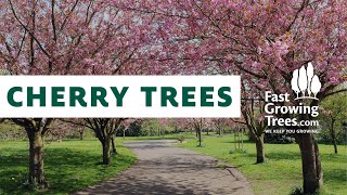 Flowering Cherry Trees - FastGrowingTrees.com Flowering Cherry Trees - FastGrowingTrees.com