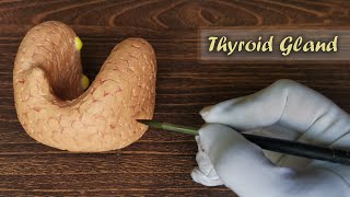 How to make Thyroid Gland 3D Model