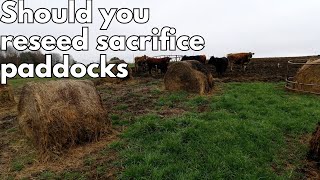 Should you reseed your sacrifice paddocks?