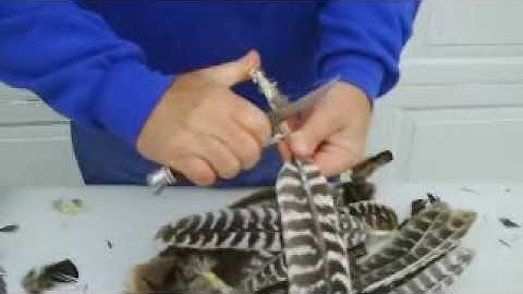 Wild Turkey Hunting; video 10 of 11 Processing a whole wing