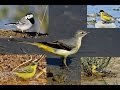 11 minutes documentary about 5 wagtails of cyprus by george konstantinou