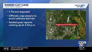 Stay cat tests positive for rabies in Savannah