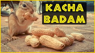 kacha badam song |Bhuban Badyakar | Remix | Chipmunks | New Dj song 2023