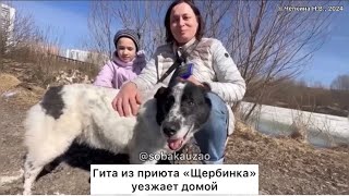 Гита из приюта «Щербинка» уехала домой🏠🐶 спустя 12 лет жизни в приюте «Щербинка»