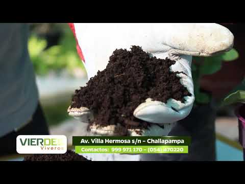 Vídeo: Quina Diferència Hi Ha Entre Humus I Compost? Què és I En Què Es Diferencien?