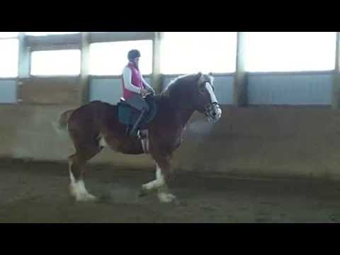 Goliath. Heidi's Belgian horse + Danielle Berry