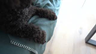 【犬猫用ブランケット】キャスパー【HUNTER】