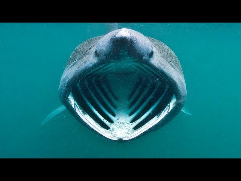 Видео: Топ три домашни акули
