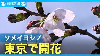 東京都心で桜開花、平年より5日遅く　気象庁確認