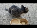 夏バテ気味な外猫にご飯をあげました【CatASMR】