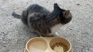 夏バテ気味な外猫にご飯をあげました【CatASMR】