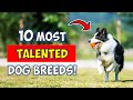 10 Dog Breeds With Most Unexpected Talents