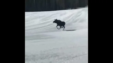 Moose runs down ski run at Breckenridge with snowb...