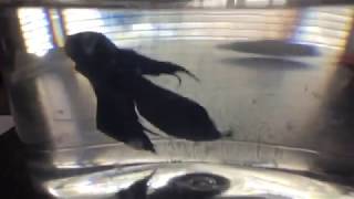 Walmart Rescue Betta is Given A Second Chance at Life ~ TuxedoAquatics
