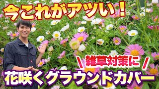 【新定番】いま雑草対策にはこれがアツい！【ナチュラルガーデン】【グラウンドカバー】【園芸】