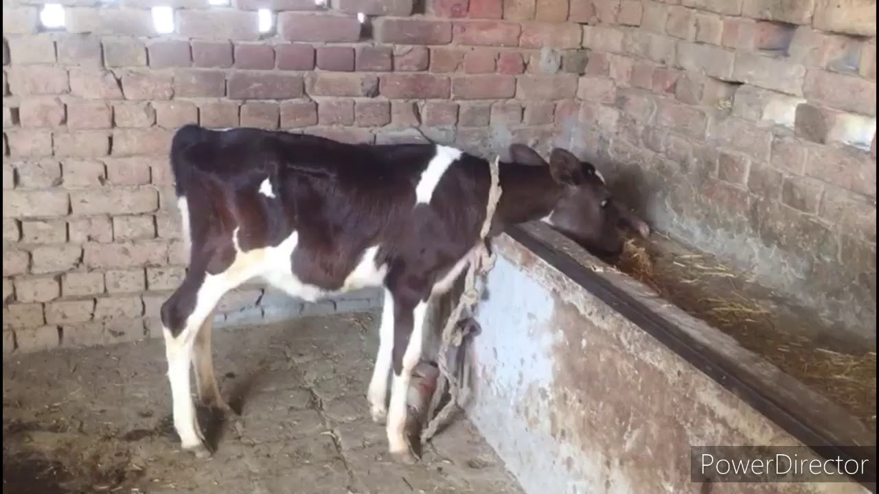Cow calf eating straw