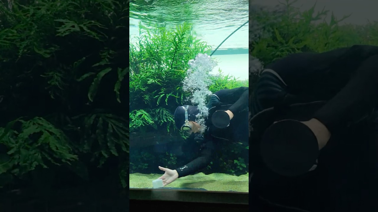 World’s largest planted Aquarium is being dismantled! 😭