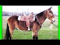 ЛОШАК-ГИБРИД ОСЛИЦЫ И ЖЕРЕБЦА(самка осла + самец лошади).СЕРИАЛ:ЖИВОТНЫЕ-ГИБРИДЫ.