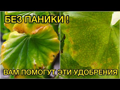 Видео: Желтеют листья герани: причины, почему у герани желтеют листья