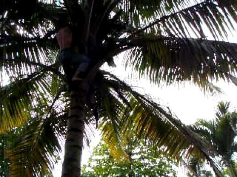 Crazy Canadian climbs coconut tree for 3 coconuts