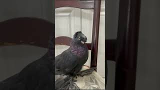 Жук красивый. Двухчубые голуби. Tauben. Pigeons. Palomas. Pombos. 비둘기. کبوترها. الحمائم.