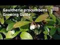Gaultheria procumbens growing guide checkerberry by gardeners hq