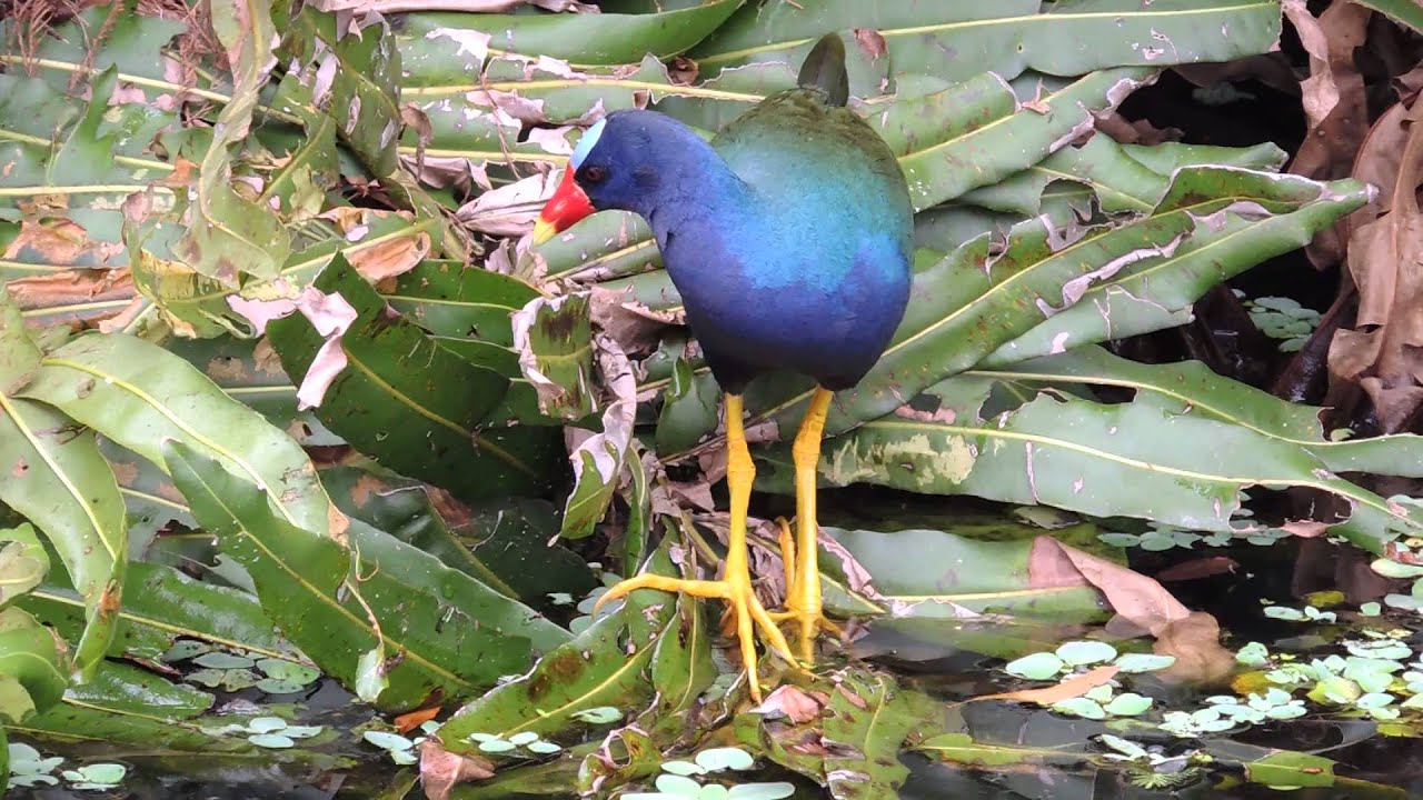 Purple Gallinule Video73 