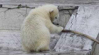 諦めないで努力するホッキョクグマ~Polar Bear is trying hard to carry the hose