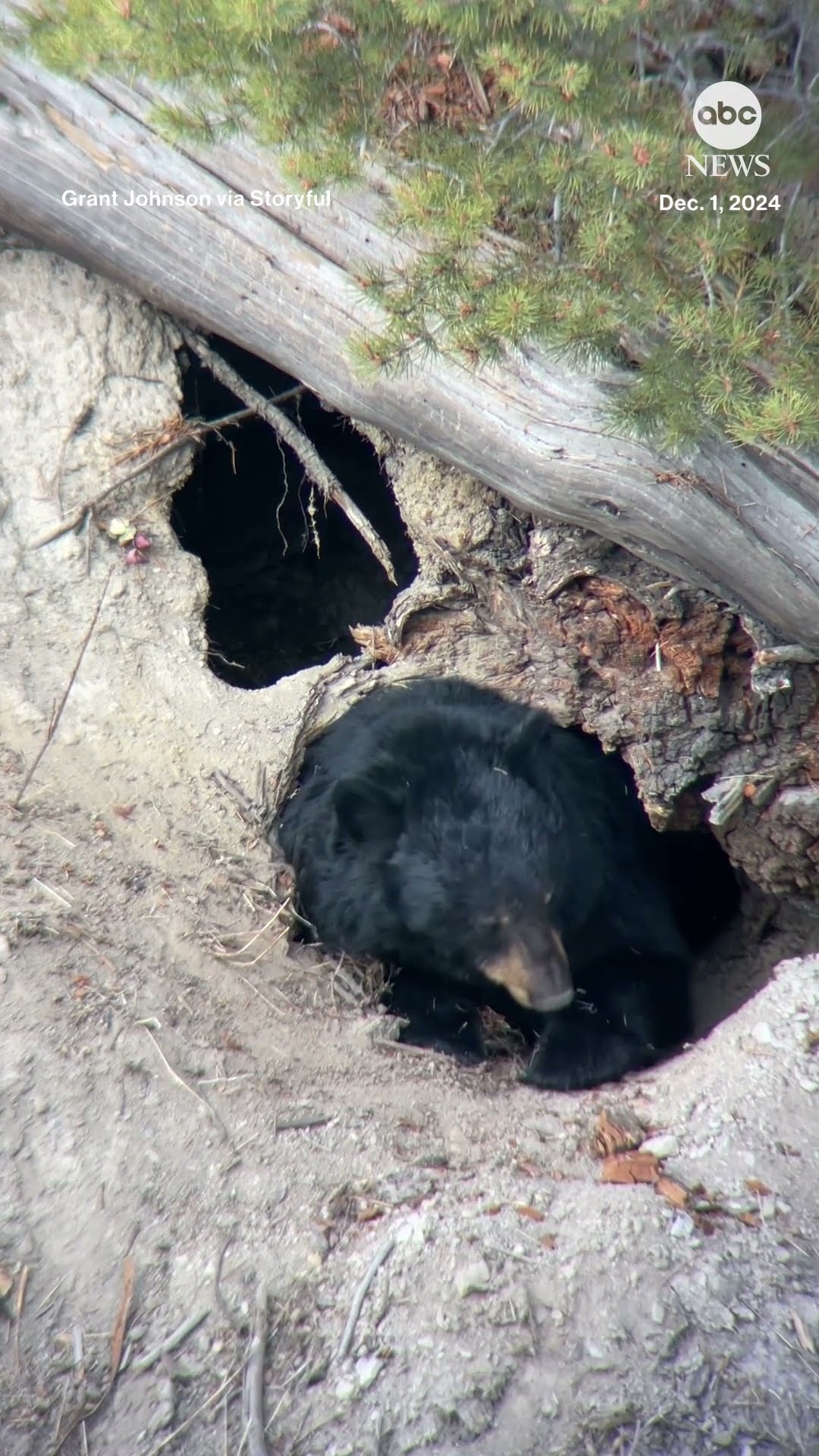 Bear prepares for hibernation at Yellowstone