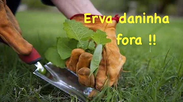 Como nasce a erva daninha?