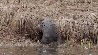 Mating River Otters in Yellowstone National Park