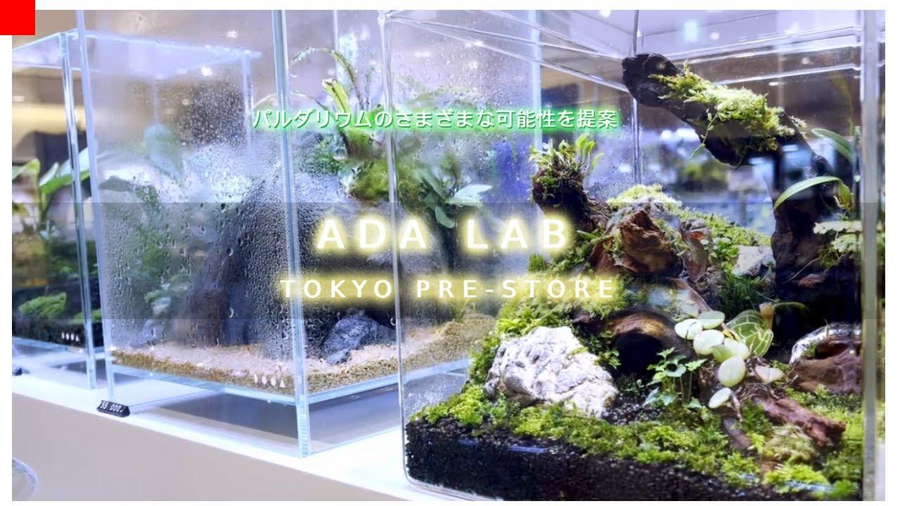 【熱帯植物】大丸東京 ADA LAB TOKYO PRE-STORE ショップツアー【パルダリウム】ネイチャーアクアリウム