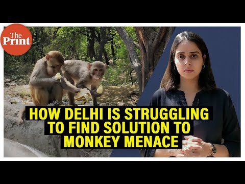 Delhi has given up fixing monkey problems. Courts, committees, tenders – nothing’s working