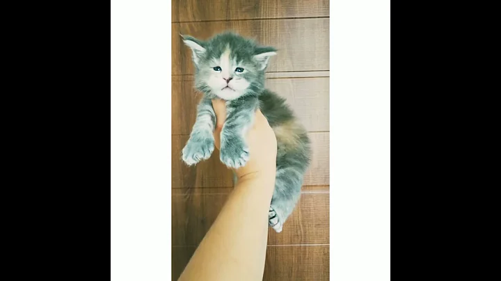 Watch the video about L`Fantasy Yanika Star Polydactyl Girl maine coon Our website http