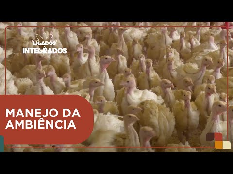 De que forma o manejo do ambiente impacta no bem-estar dos perus? | Ligados & Integrados - 26/03/24