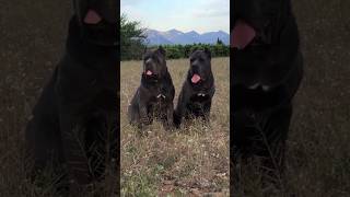 ferocity cane corso #shorts #repost #canecorso #guarddog #mastiff #trending #doberman #presacanario