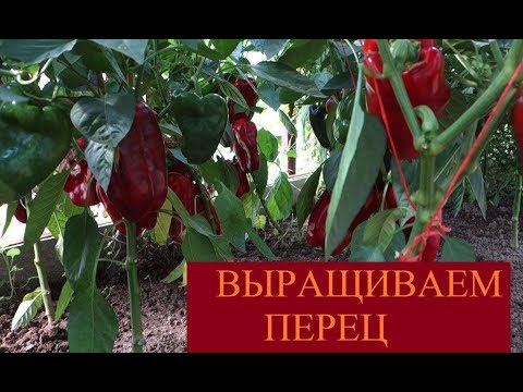 Перец Атлант Характеристика И Отзывы Фото