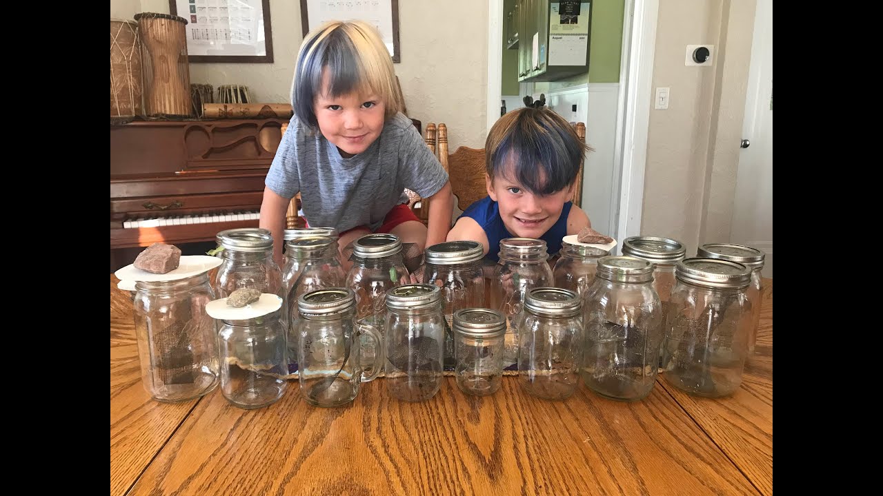 Elliott and River's Monarch Butterfly Conservation project 2022