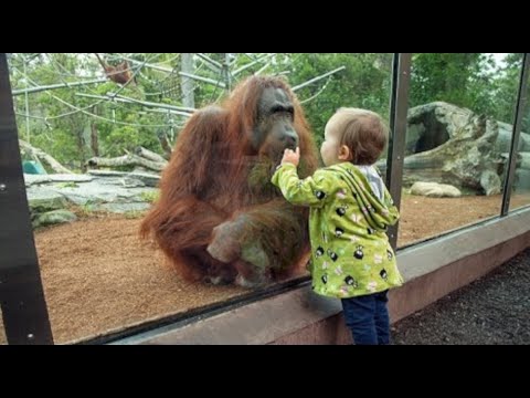 funny-babies-and-animals-video