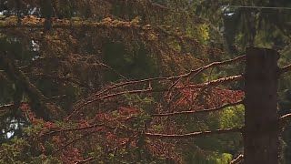 Oregon experts: Heat-stressed trees impact 'entire system'